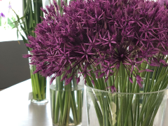 Highlighted image: Aan tafel met... Allium 'Purple Rain'